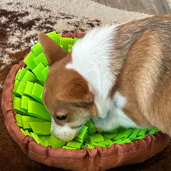 Tapis de Fouille Chien : Le Jouet Éducatif Ultime pour Stimuler votre Compagnon