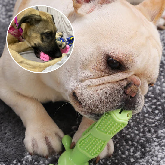 Jouet Chien Bordure résistante à dents de brosse : Le Compagnon Idéal pour Votre Animal